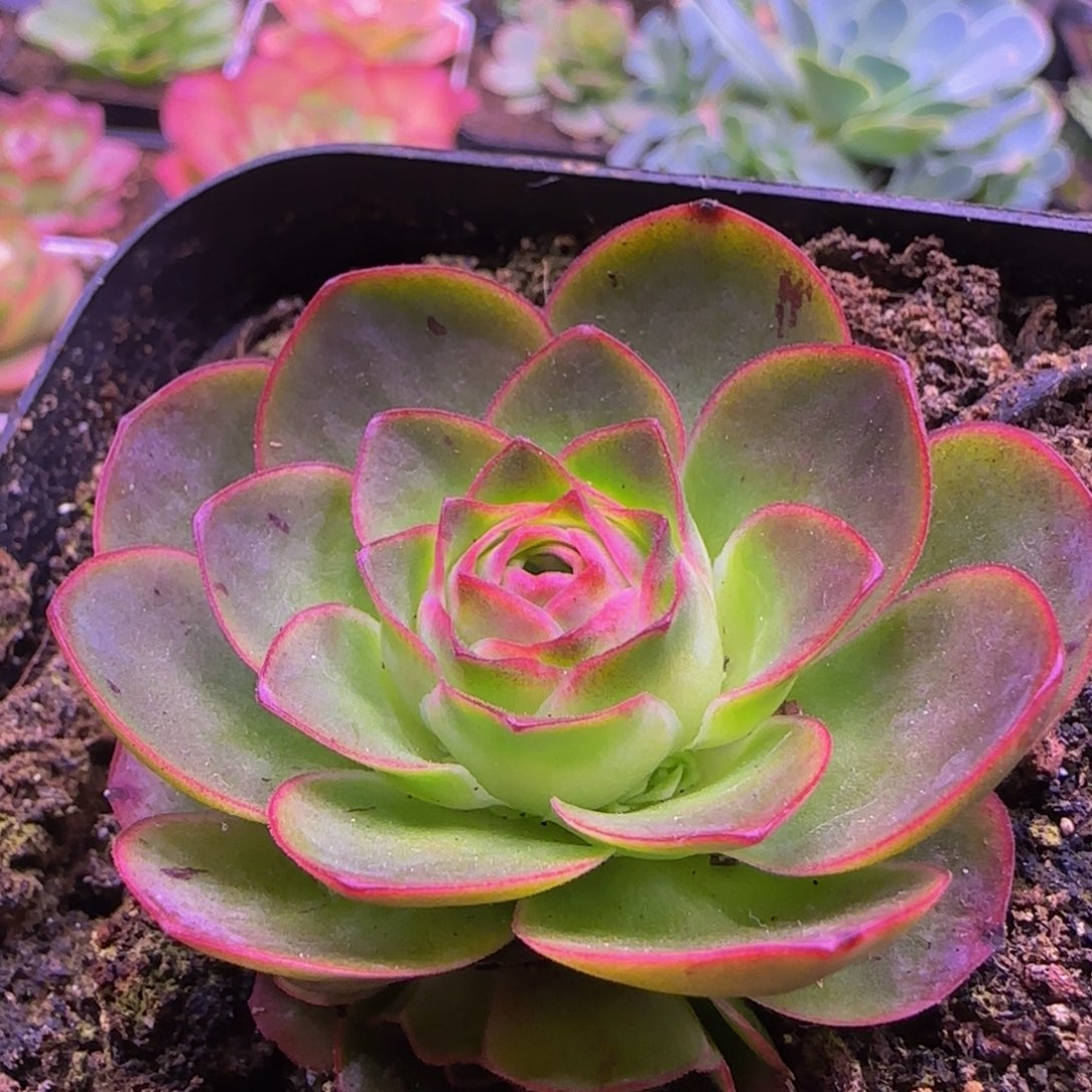 玉屏捧花群12344353434334