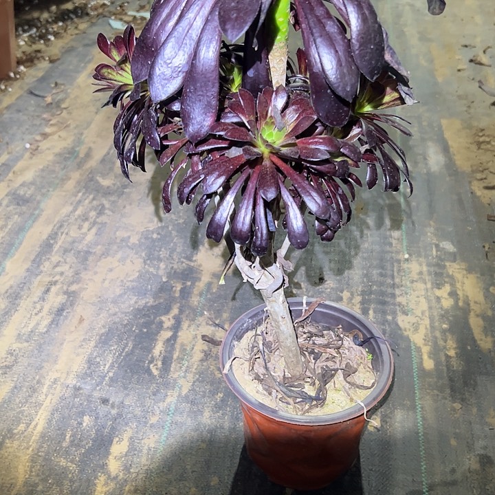 多肉法师植物链接221
