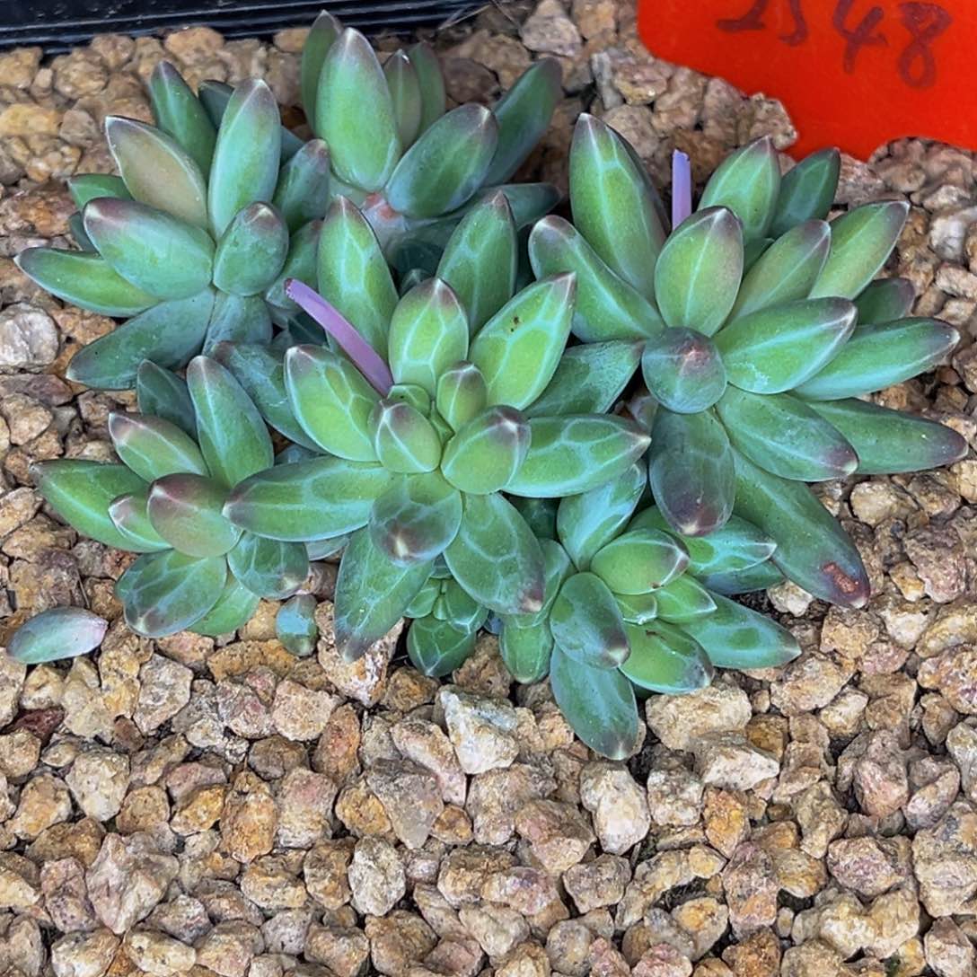 2548号晚上多肉植物群生