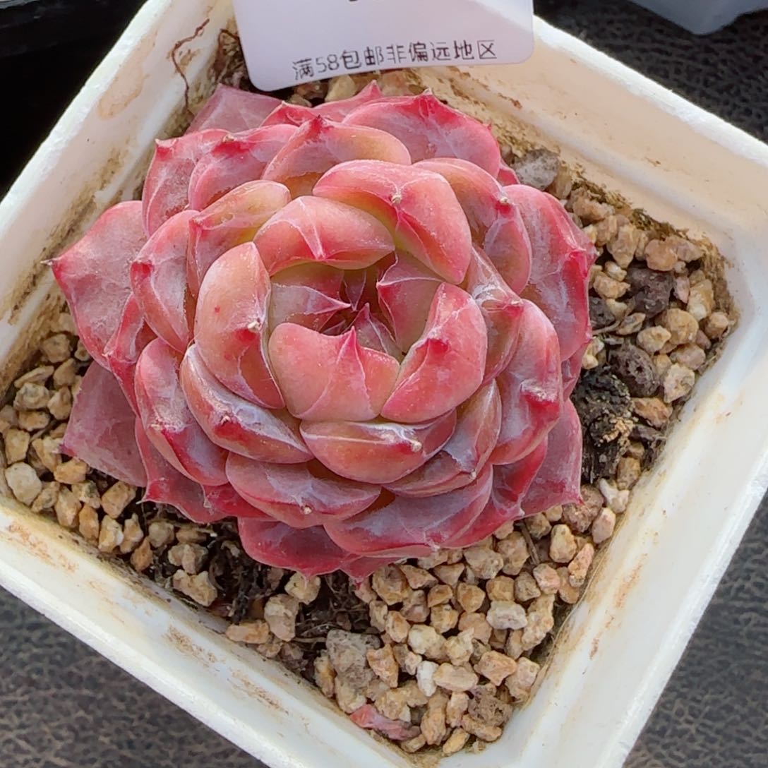 繁花，4086多肉植物