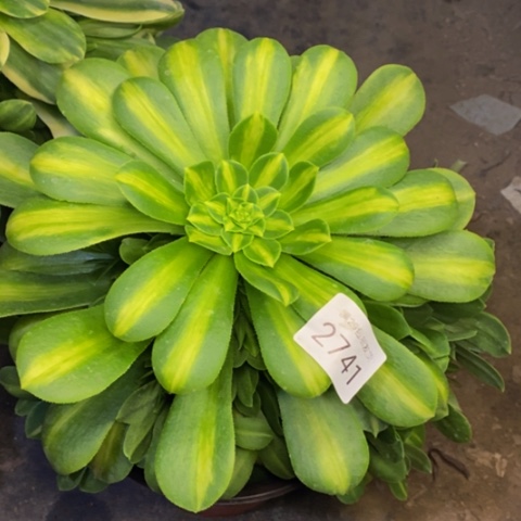 翡翠琉璃多肉植物2741