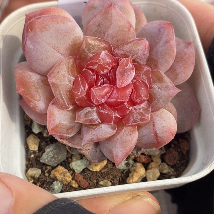 1206-115，粉魄双心