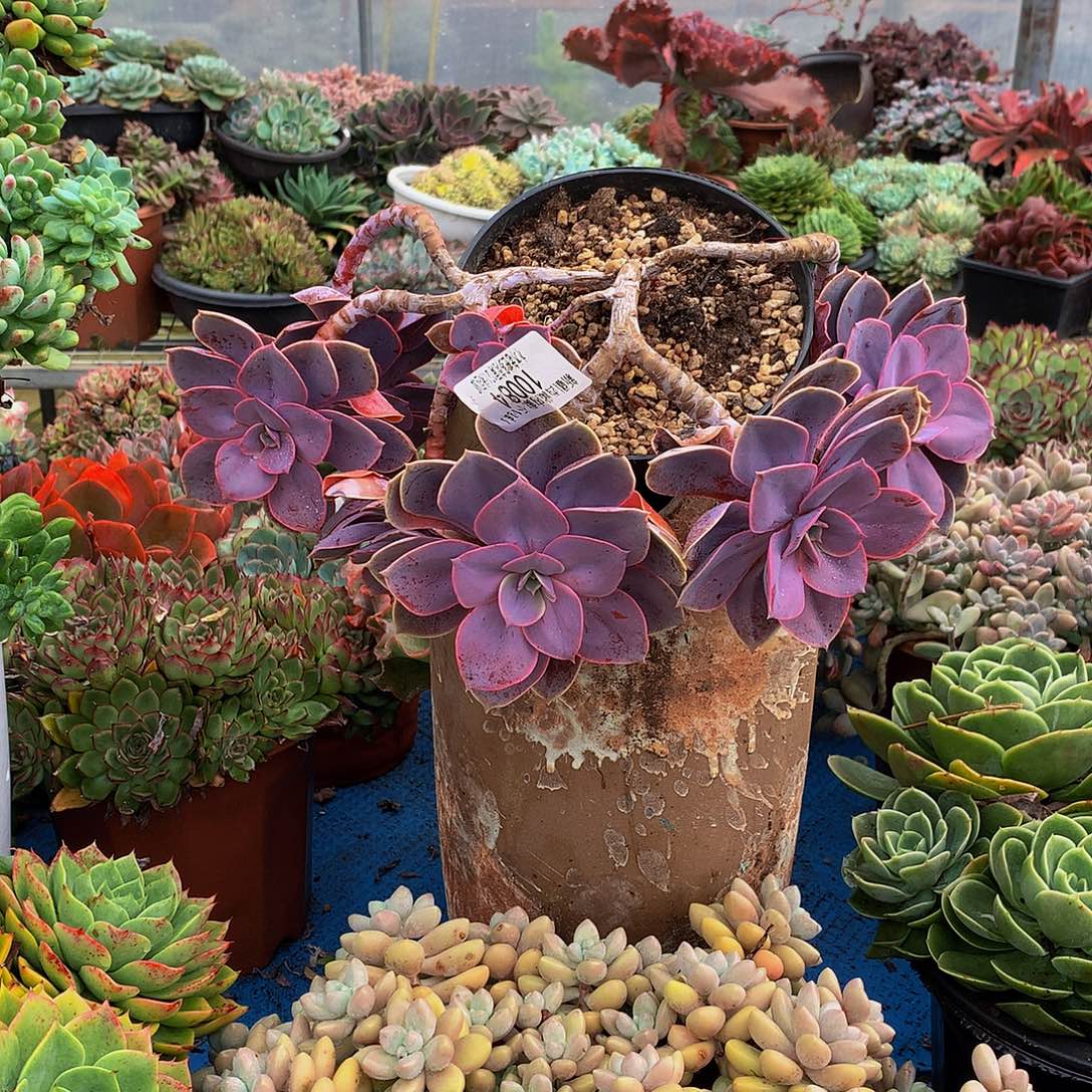 不***弃    紫丁香多肉10084