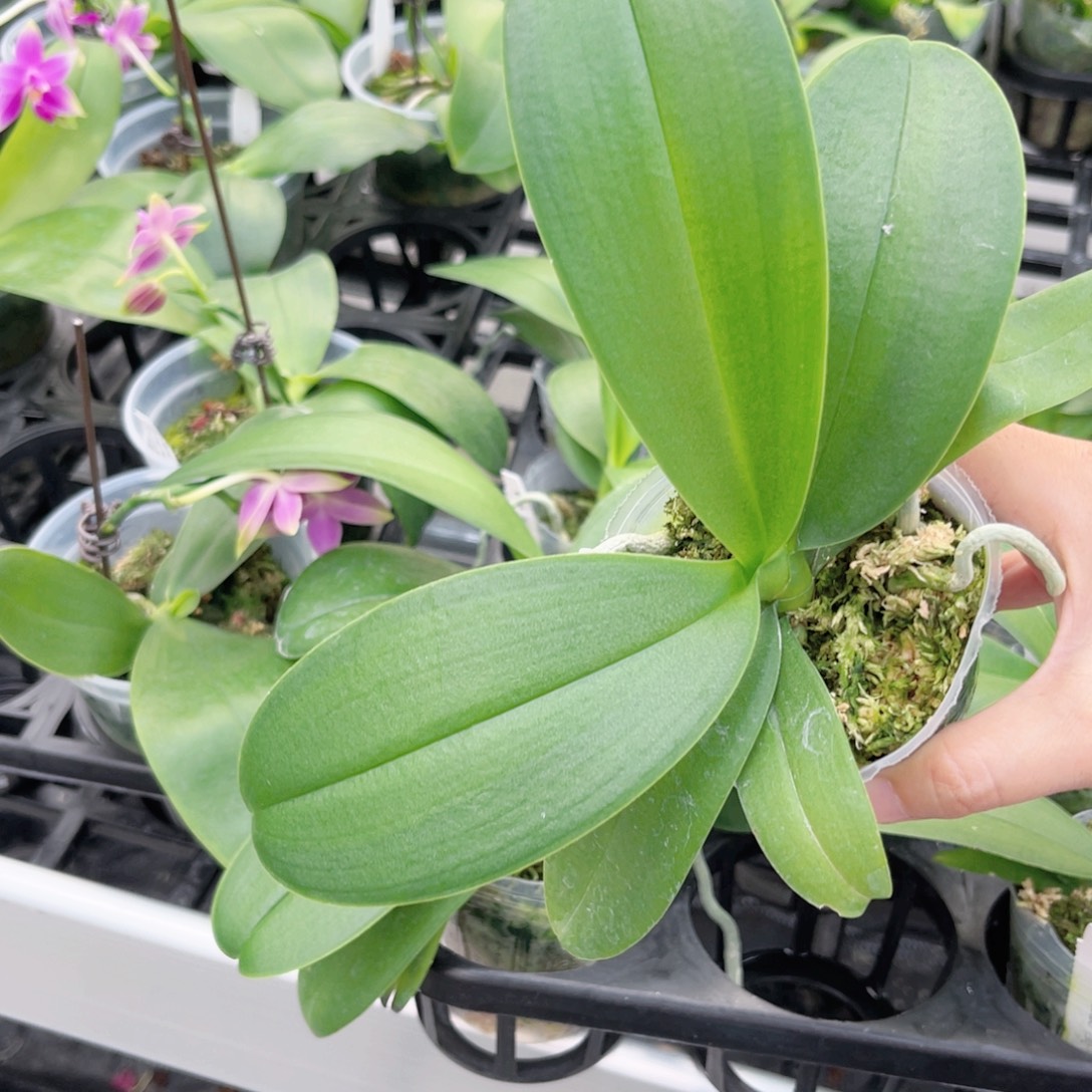 完全开放438万花筒