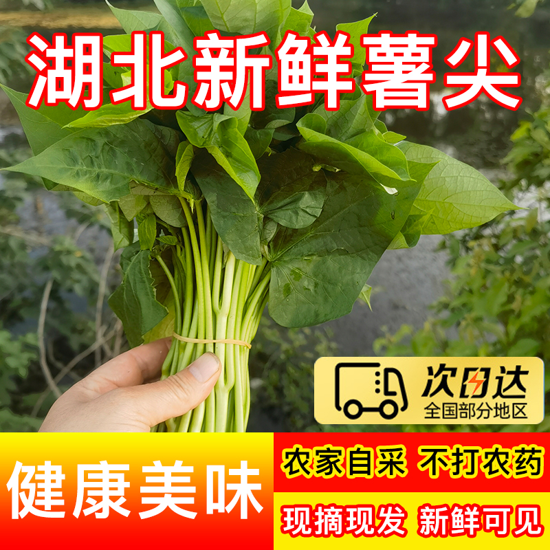 【顺丰包邮】新鲜红薯叶专门长叶子红薯嫩尖当天采摘当天发货无农残