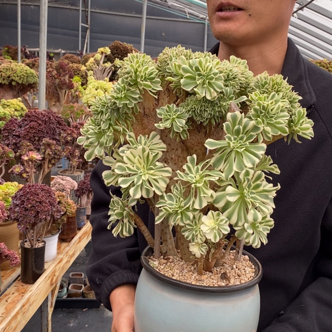 月***亮迈巴赫缀化不带盆土轻微干伤