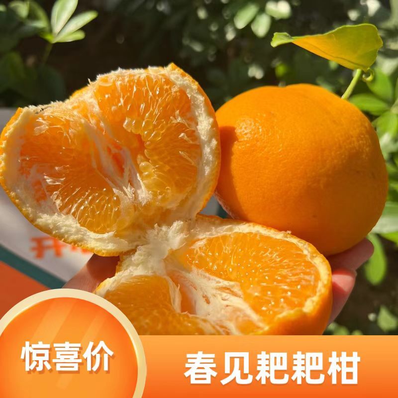 四川春见耙耙柑橘子香甜新鲜水果当季整箱丑橘丑桔优品大果包邮
