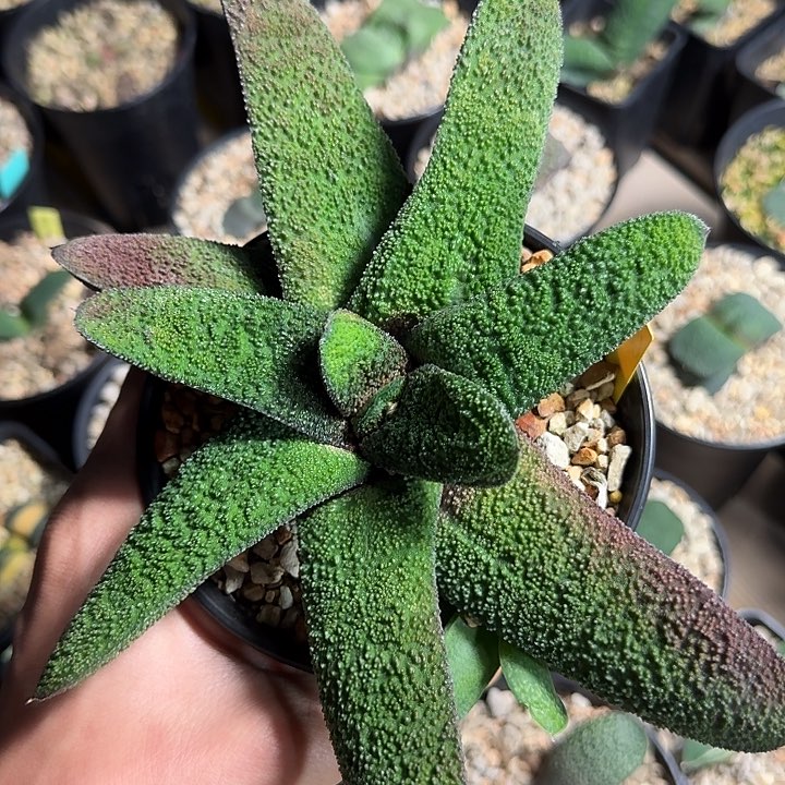 大型旋转黑莺转带5侧芽