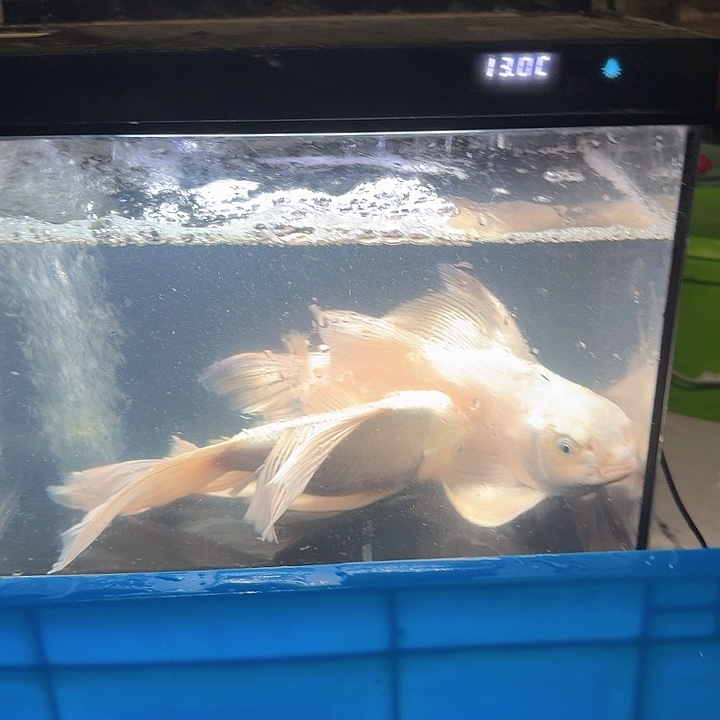 海水鱼蝴蝶鲤50包邮