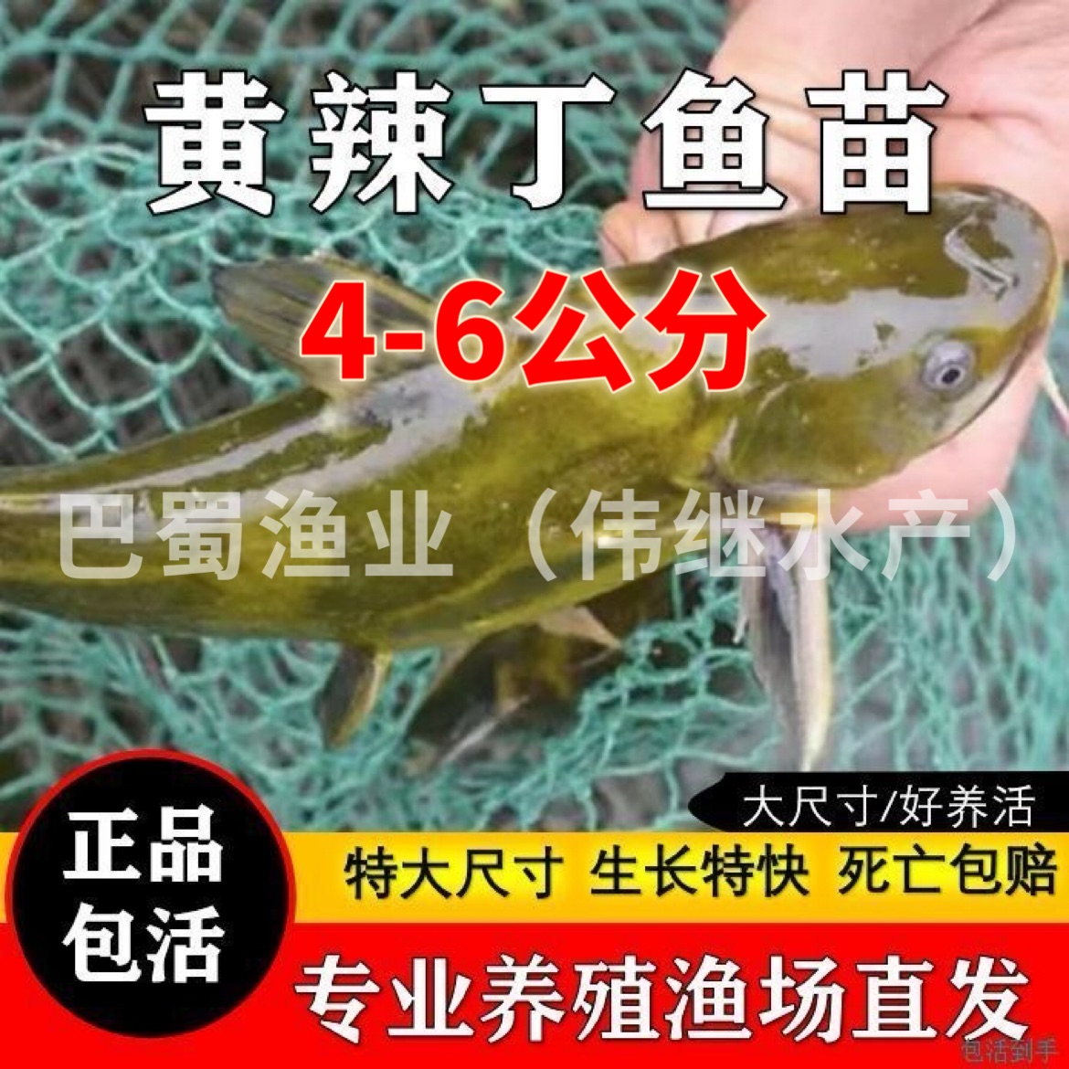 【黄骨鱼4-6公分】黄颡鱼黄骨鱼黄辣丁昂刺鱼苗活体耐活好养