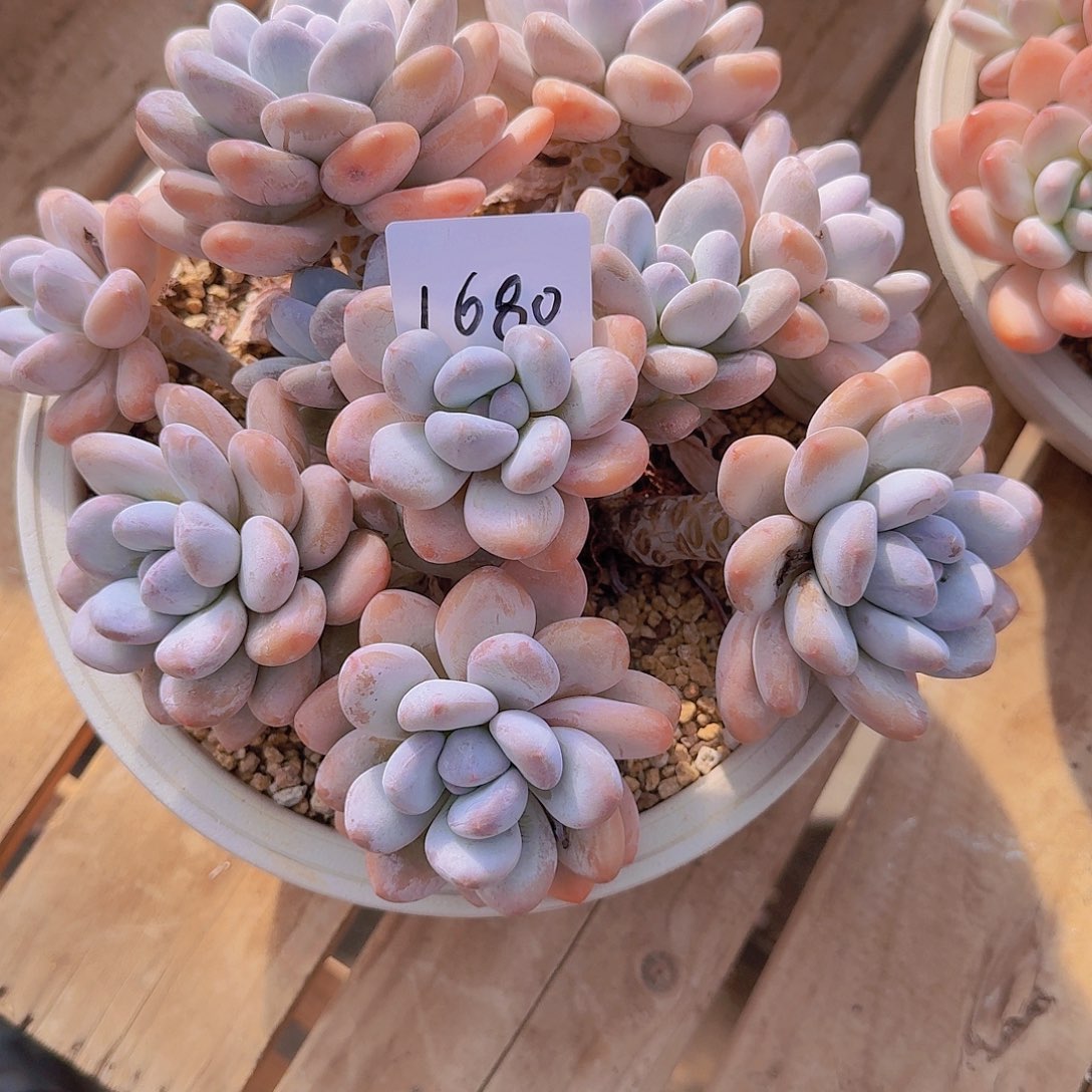 水***蓝1680香水多肉植物
