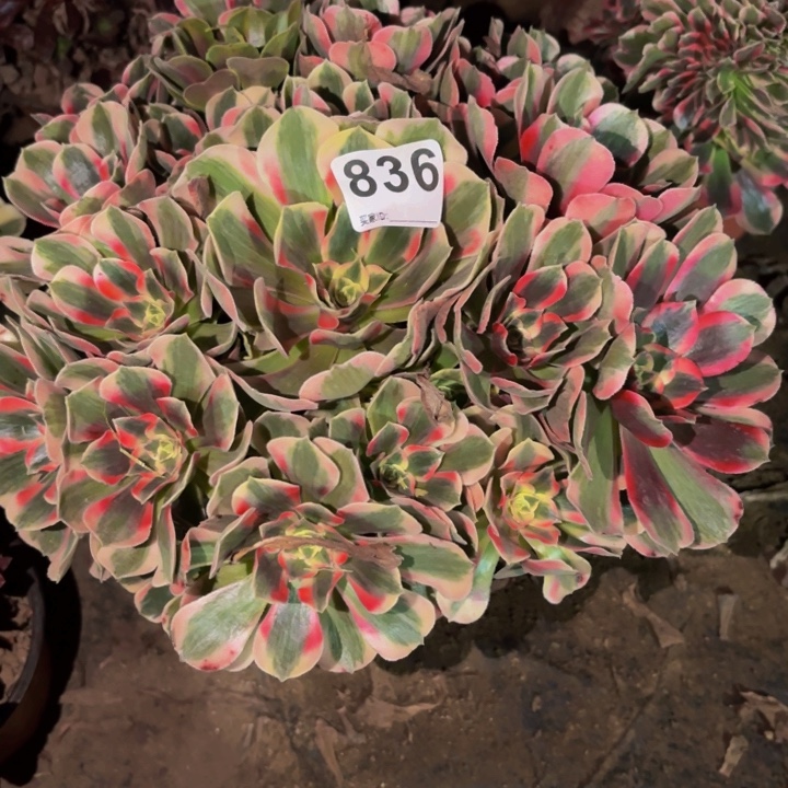 836青苹果多肉植物不售后