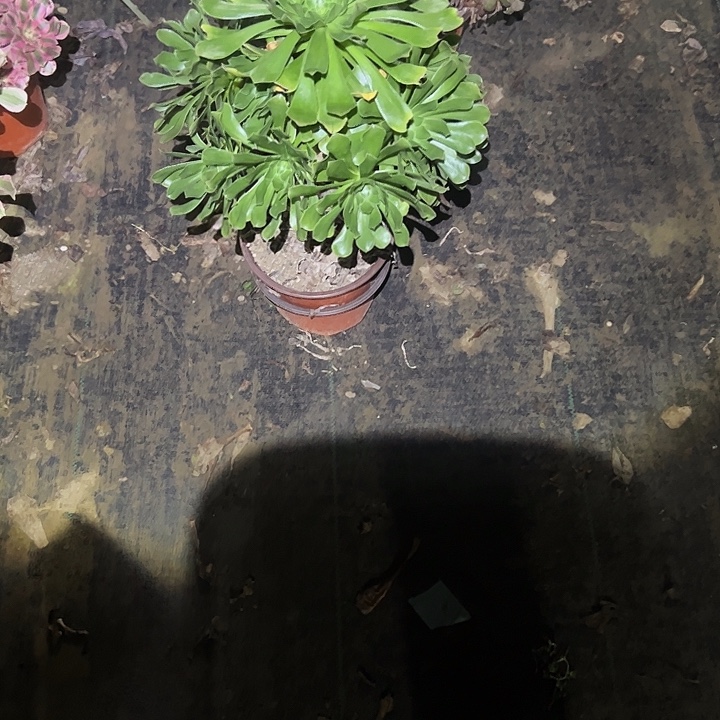 不包侧枝一物一拍20