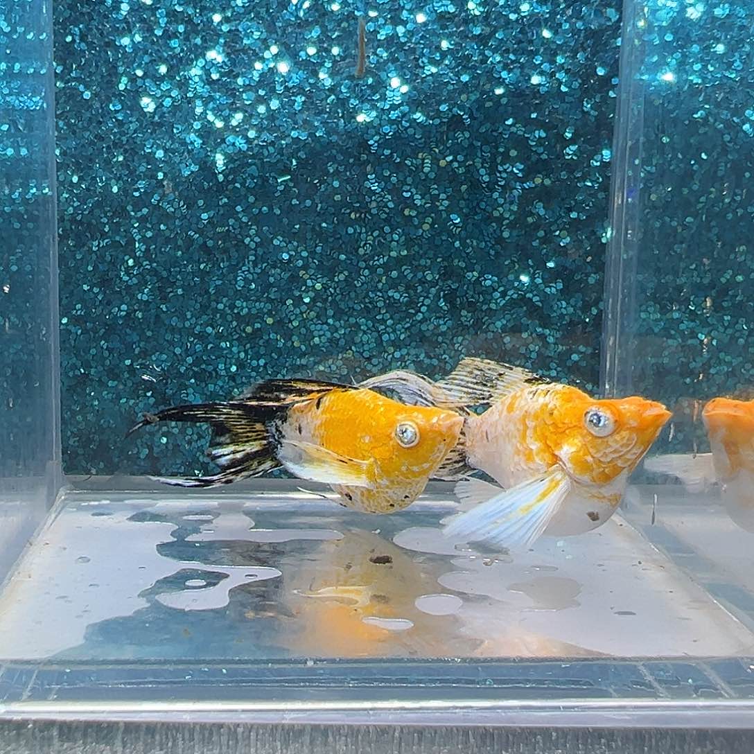 孔雀鱼皮卡丘玛丽一对006