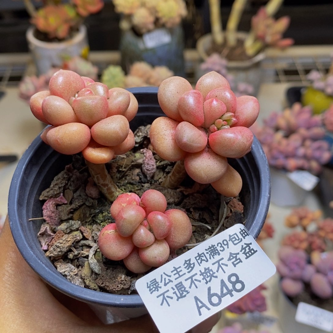 648先锋派多肉4c m