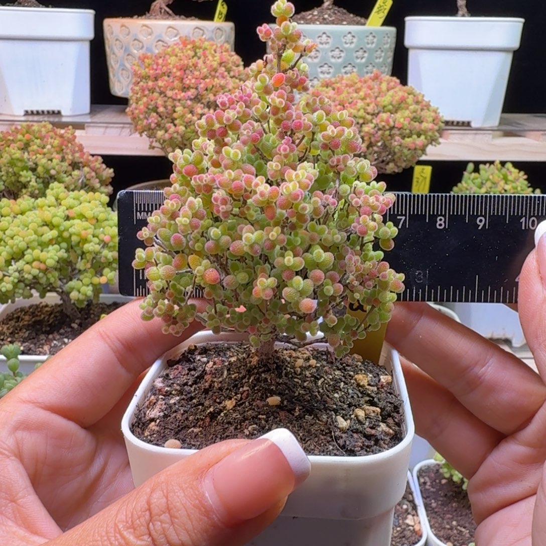 a8号蜜橘冠服6厘米左右圣诞树zaox