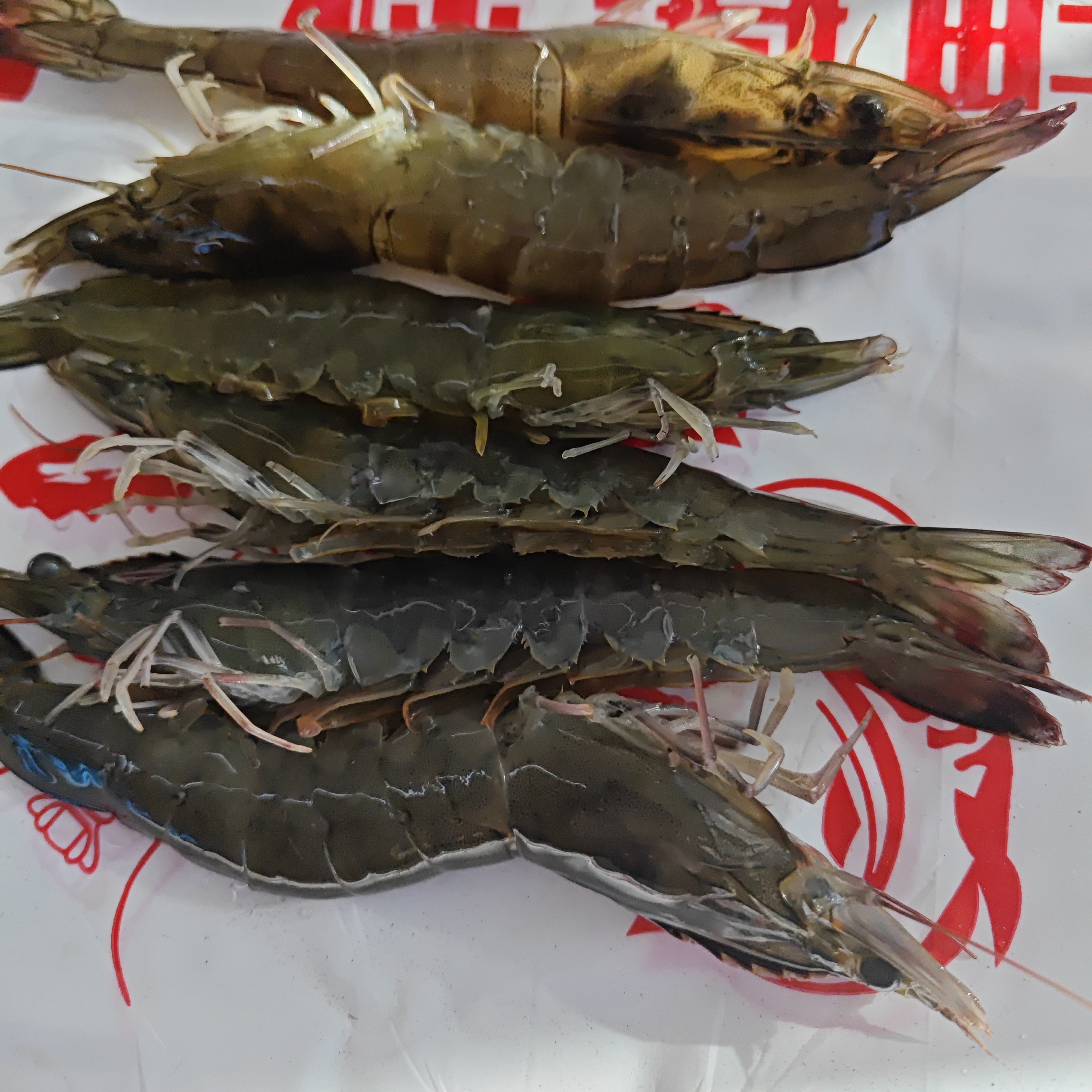 （广禄海鲜）大个活虾多斤可选