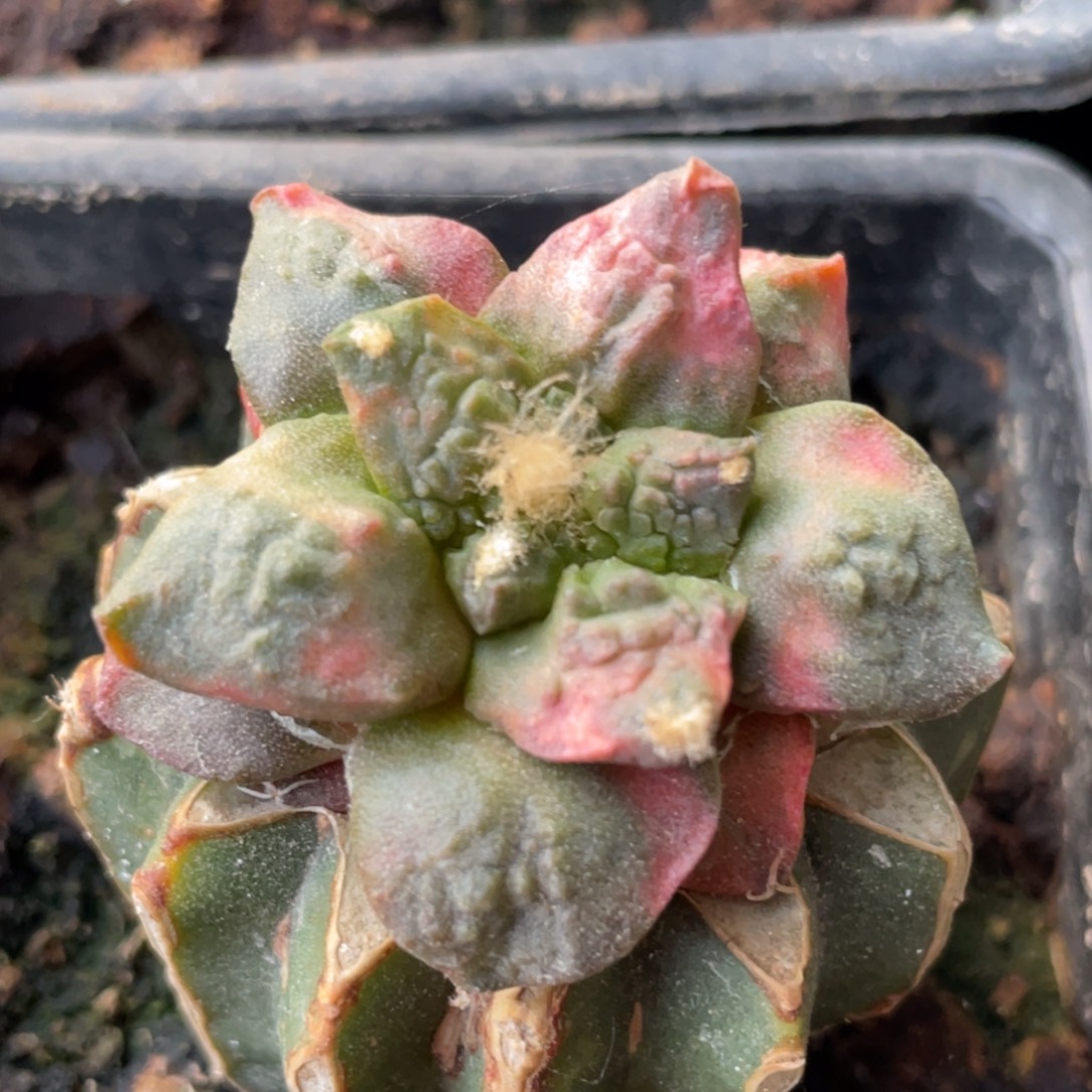 全部花朵红斑锦028