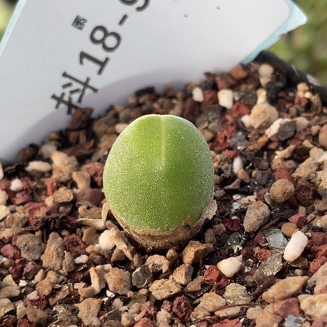 18-98哈默兔多肉植物