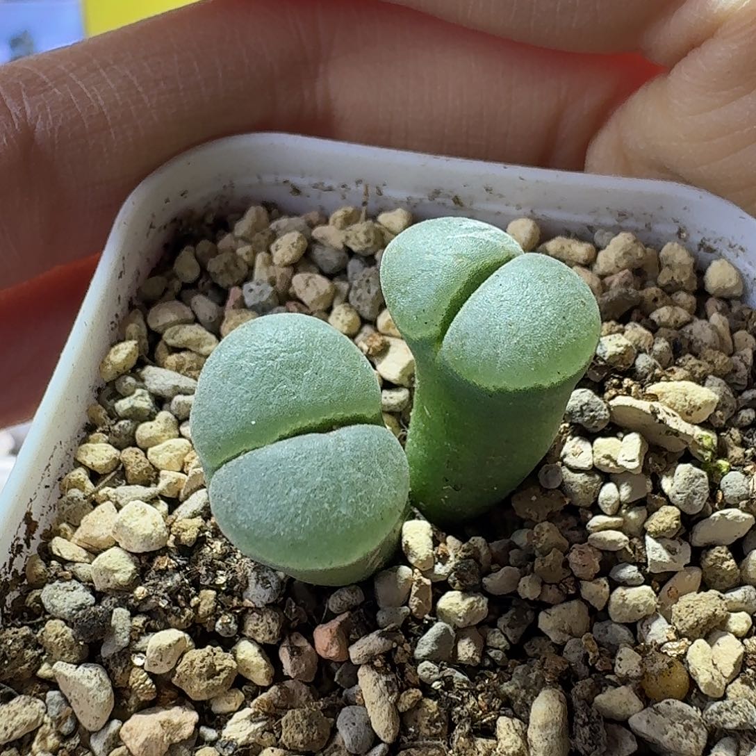 62号双头y400风铃一物一拍