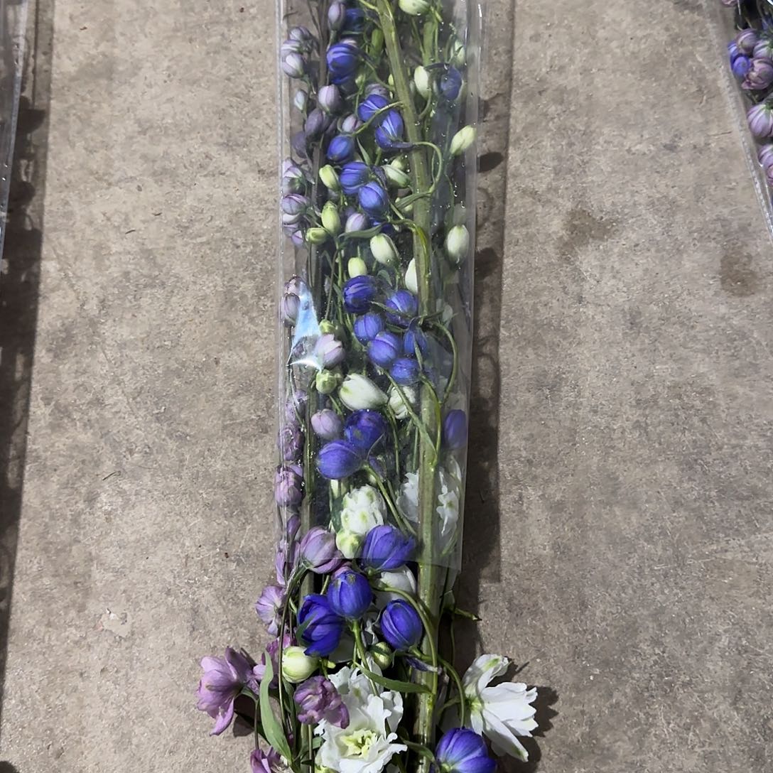 混色2号大飞燕1.2，1冷2空
