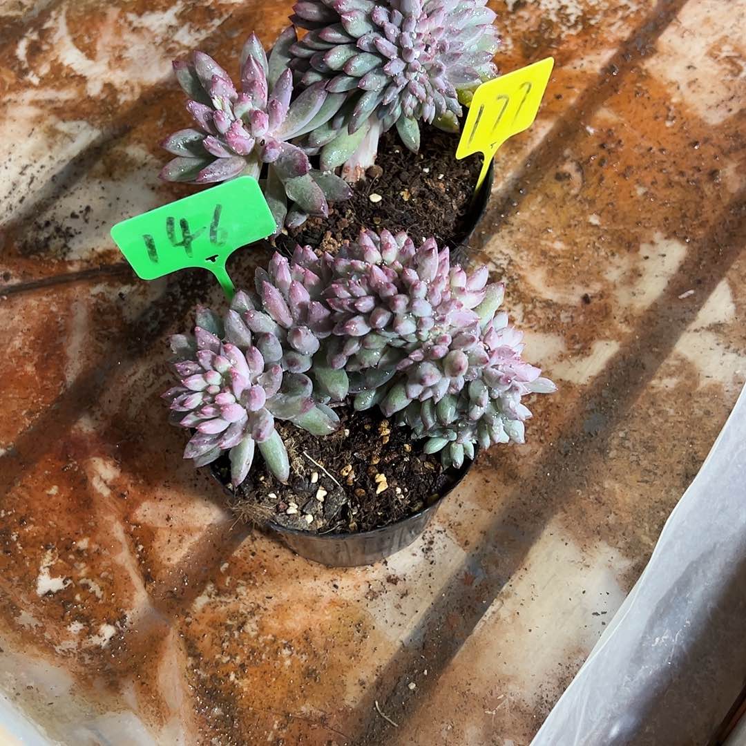 雨****虞美人缀化2颗多肉植物