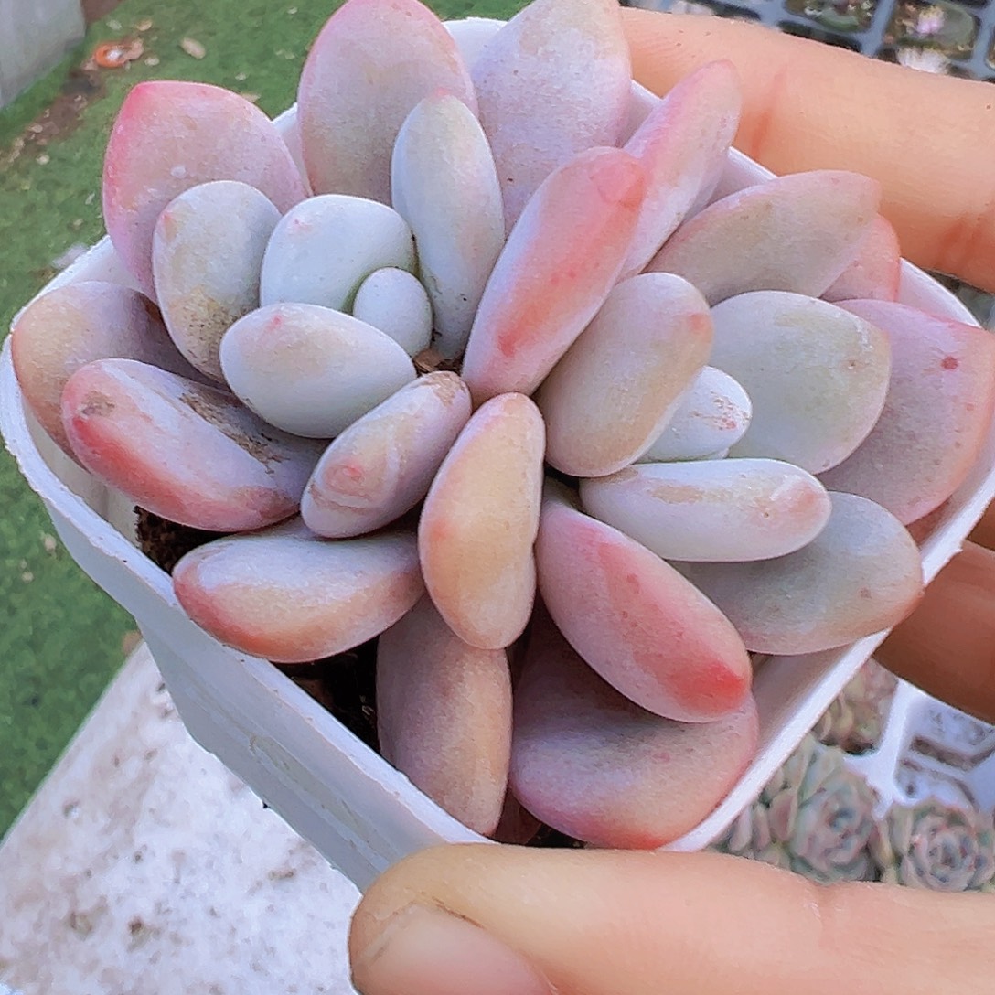 双头大粉兔19包邮