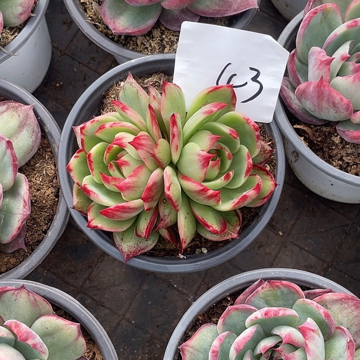 言***。43/////////////：//