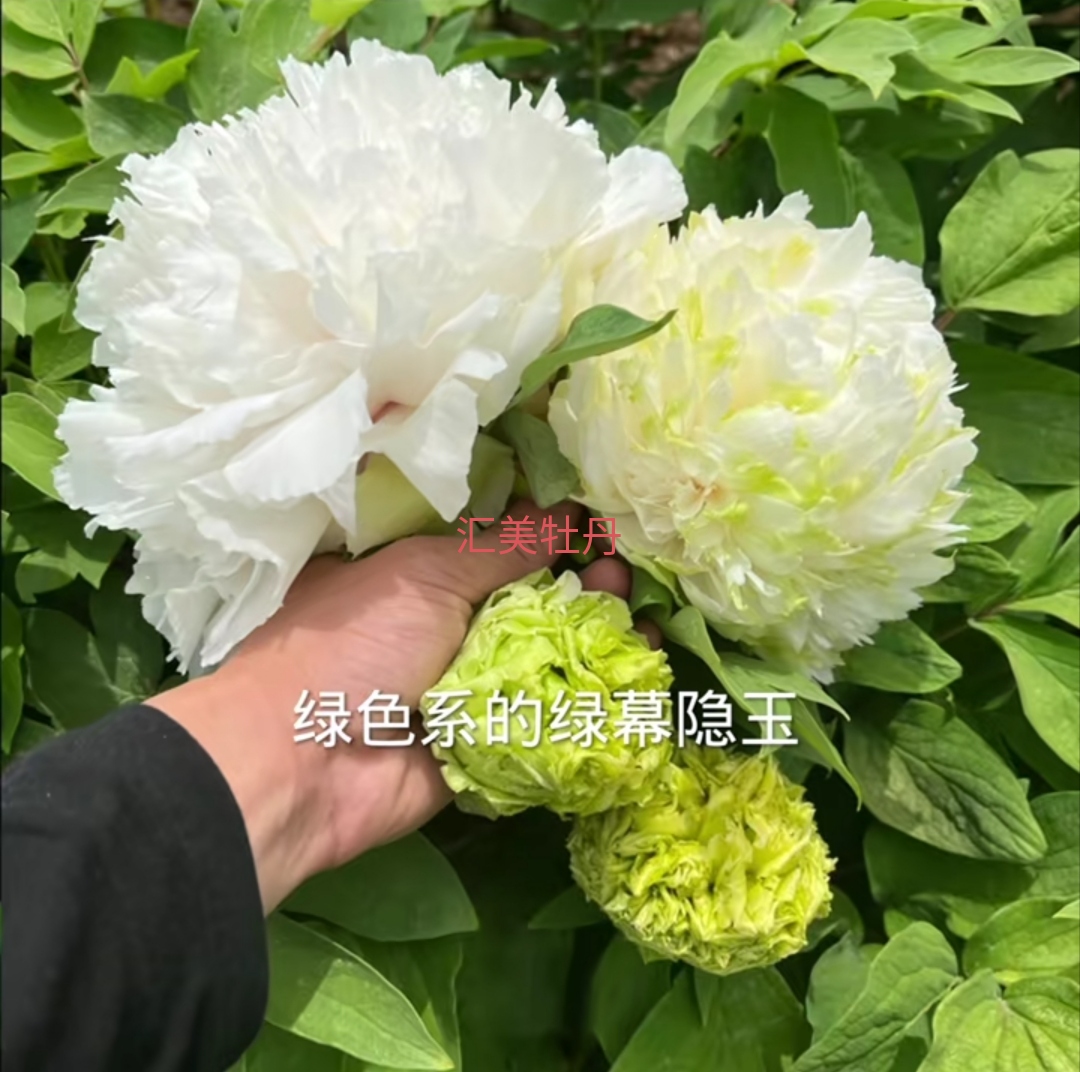 牡丹品种（绿慕隐玉）