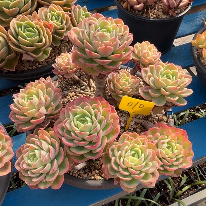 凡***静010 0000多肉00000000000