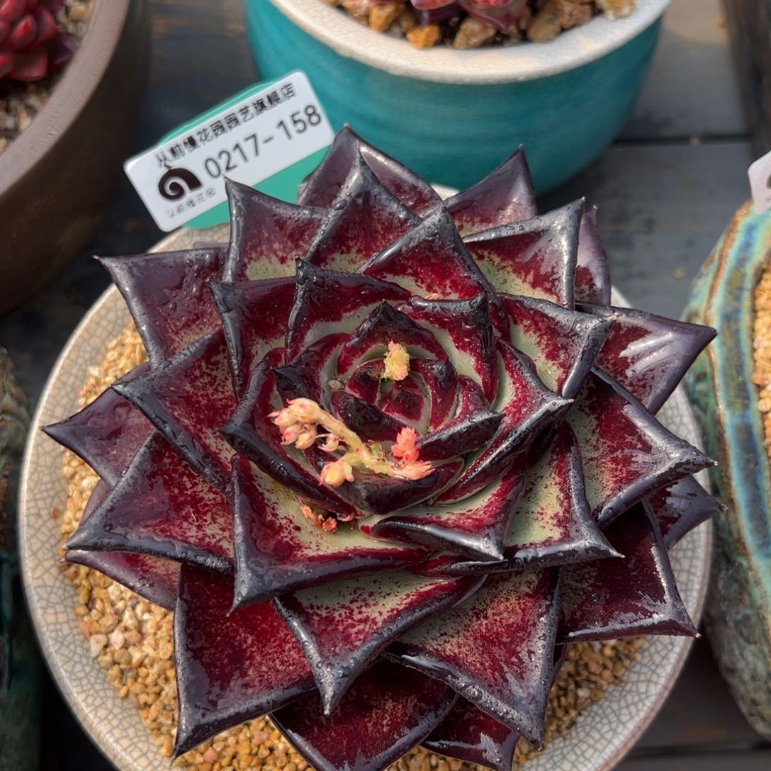 从前慢多肉精选编号0217.158