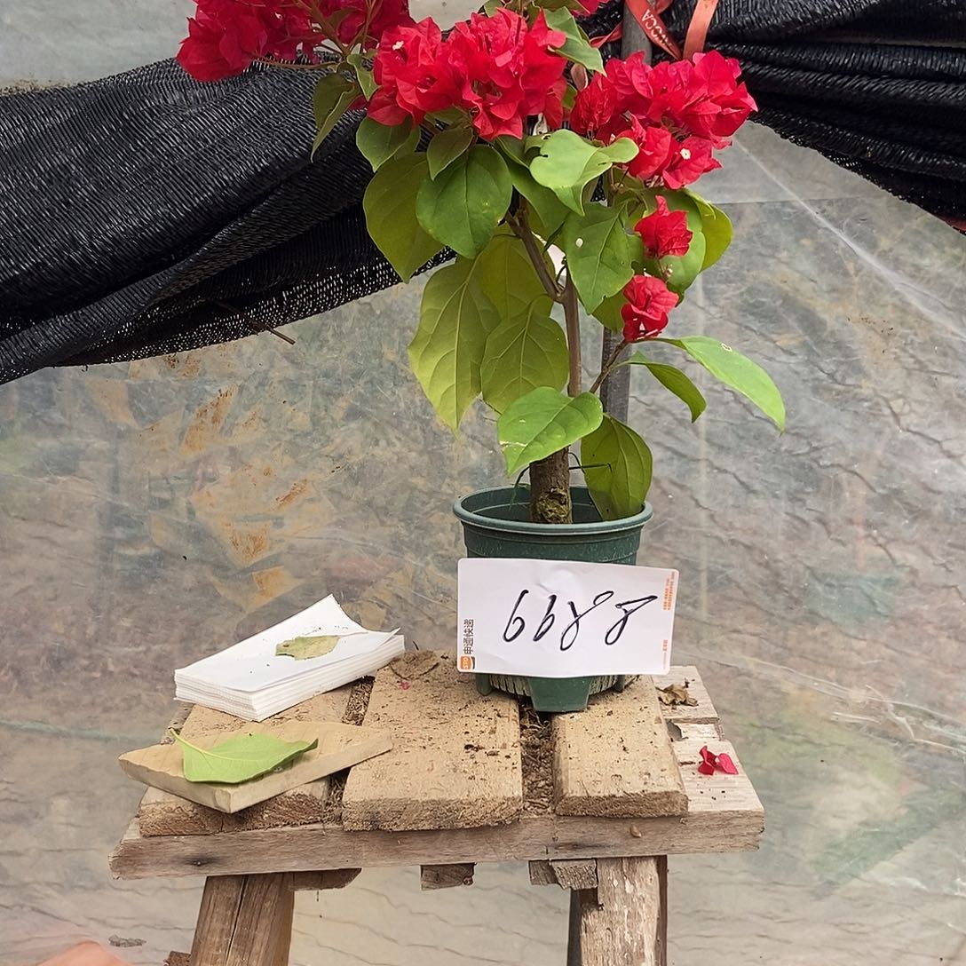 塑***哥完全开放你的三角梅6688