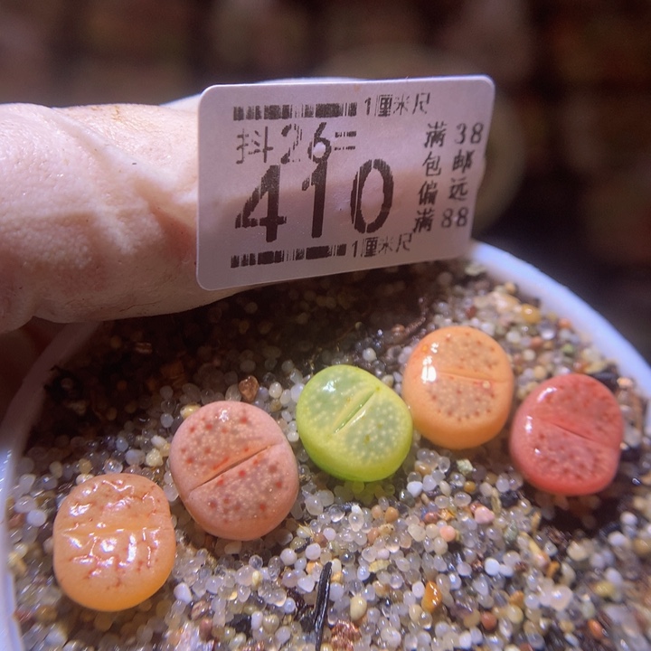 精品生石花26.410