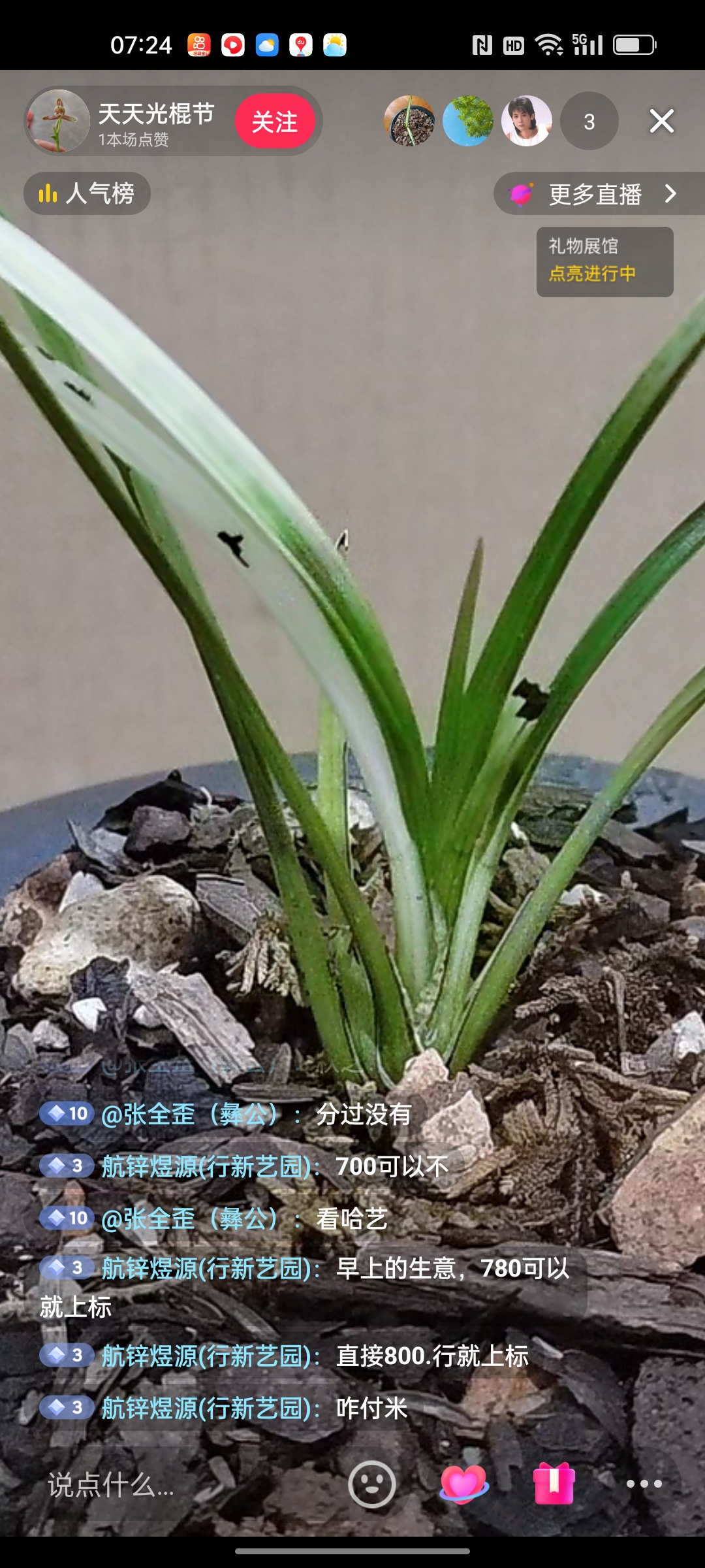 自然养殖兰花盆景好养易存活新手适合春兰国兰露天种植