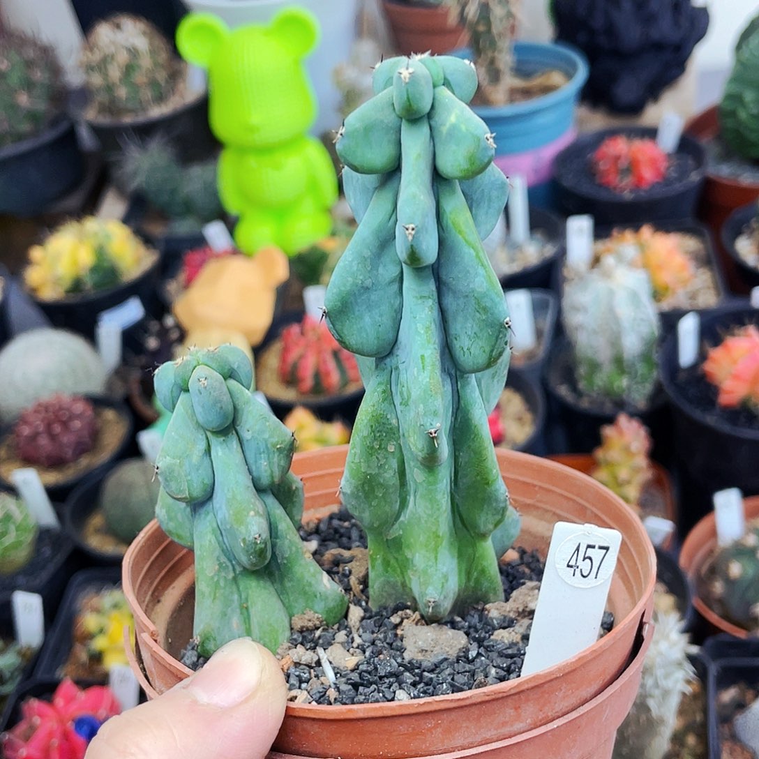 非偏远地区满25包邮仙人球