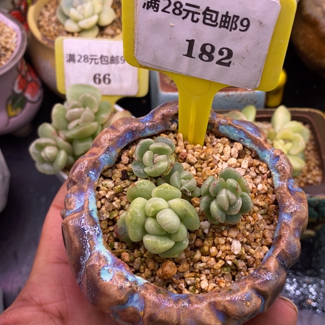 9182冰玉西瓜锦，5头福利……