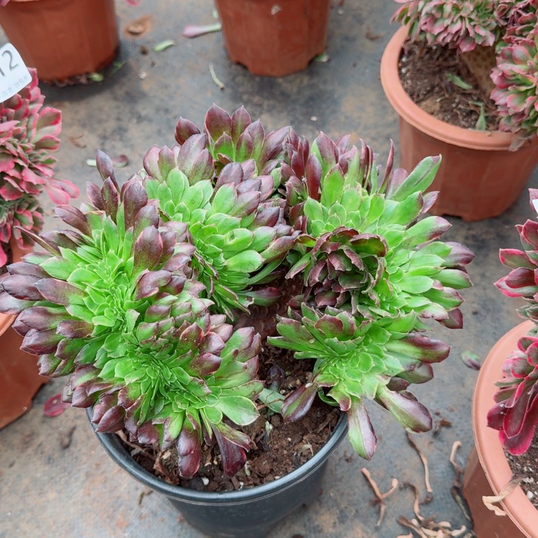 713欧若拉缀化多肉植物满28包邮