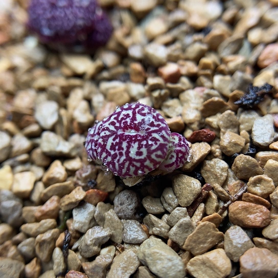 714墨一颗三头包邮