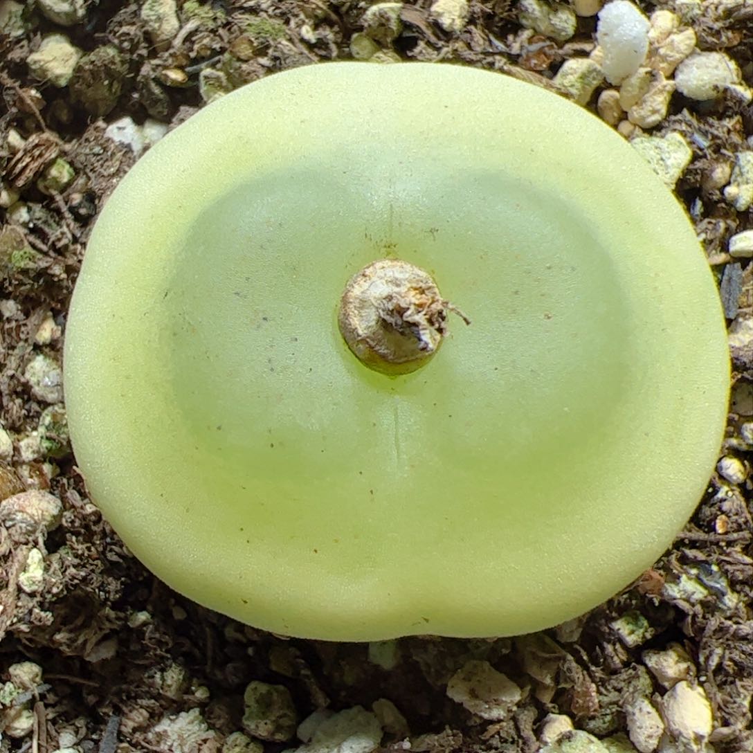 【闪购商品】294 拉登