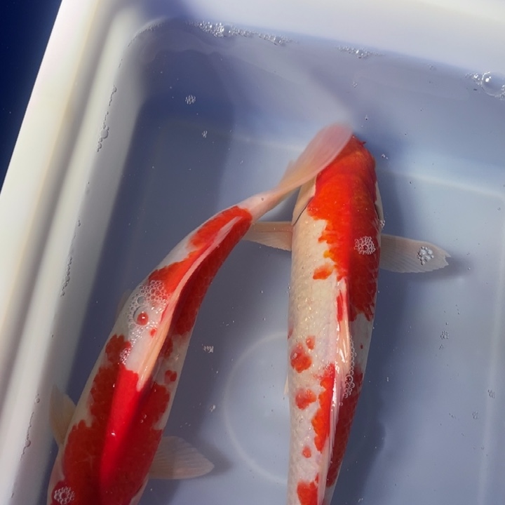 锦鲤锦鲤红白三色