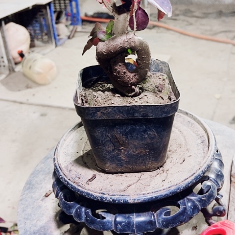 龙***益无花朵小微盆景艺术学院造型设计