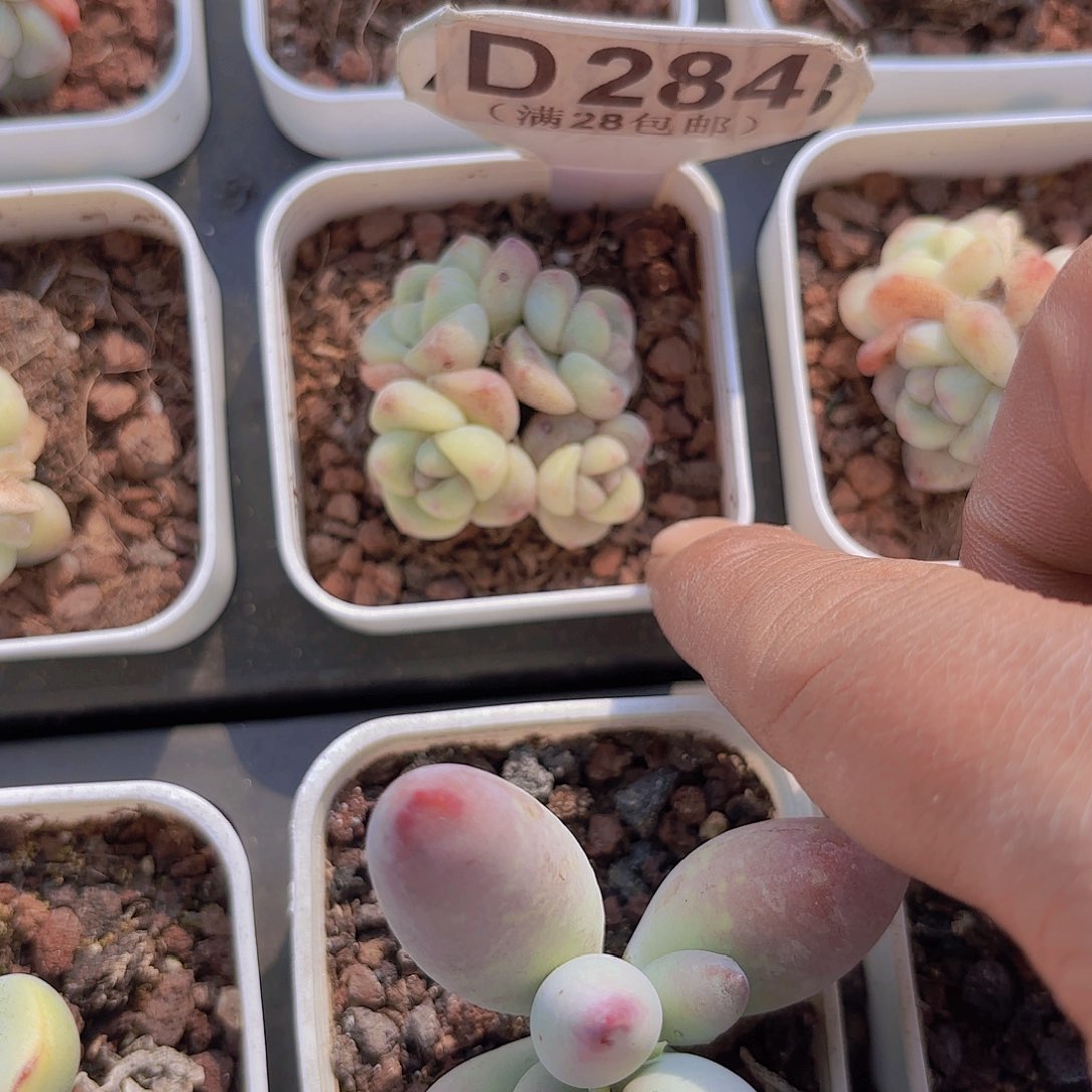 D284冰玉一物一拍