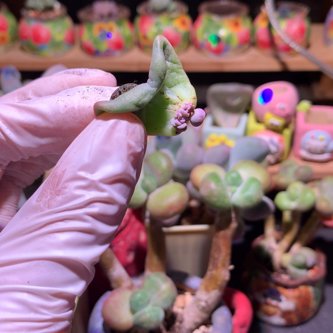 爱的松叶片发芽的315