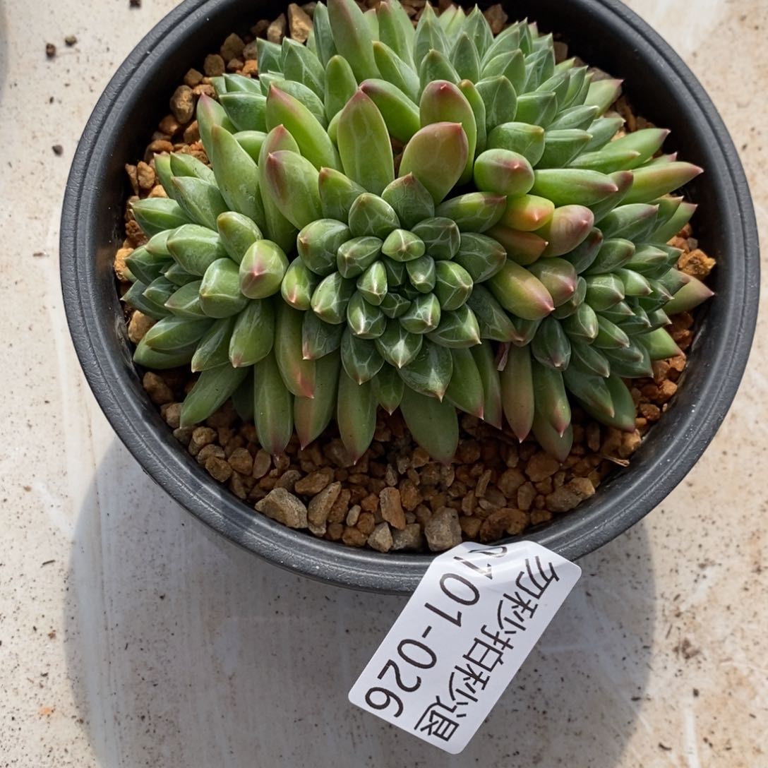 两单包邮0101-26青花瓷