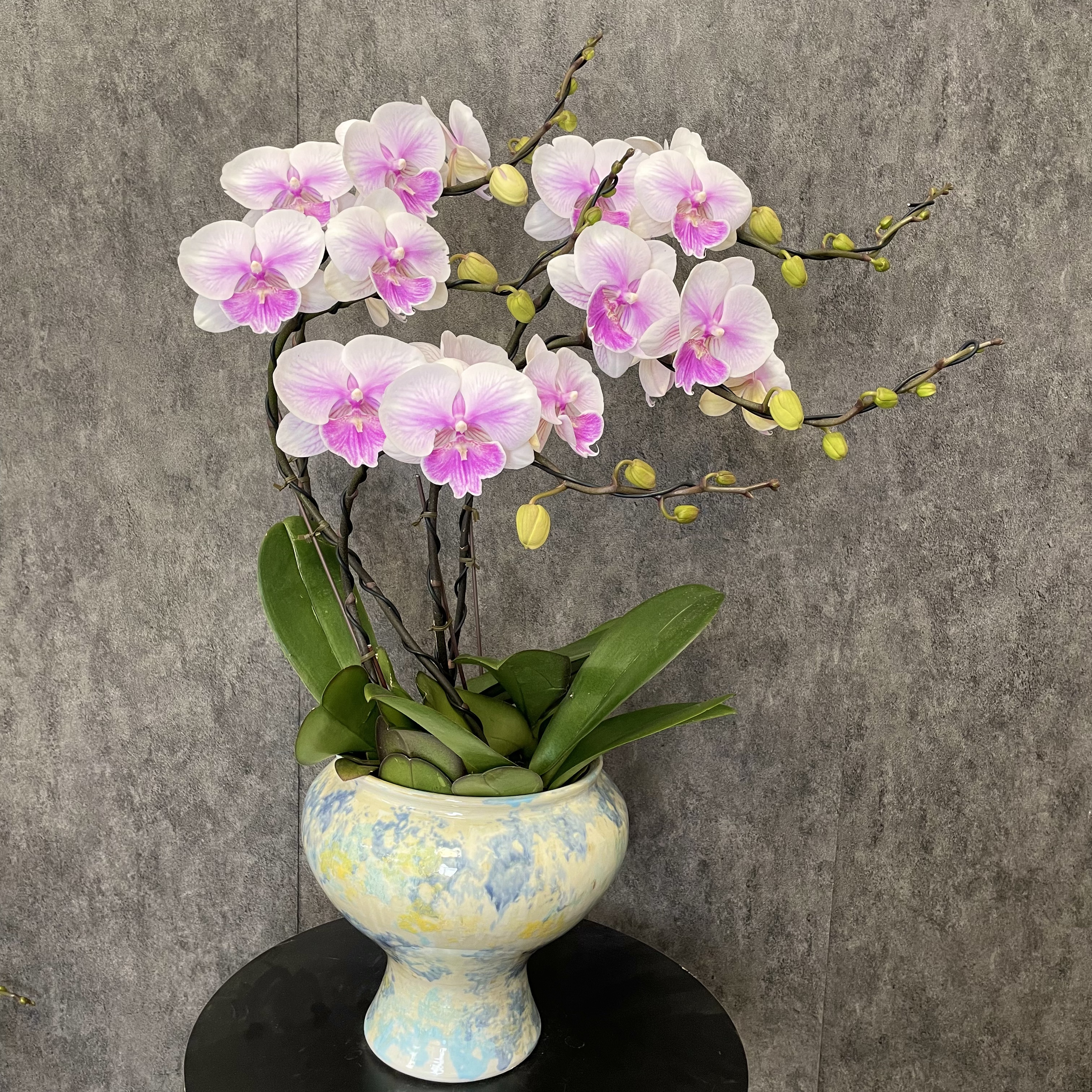 【甜美人-蝴蝶兰】意式极简风 轻奢风 法式风 送礼装饰 室内观赏