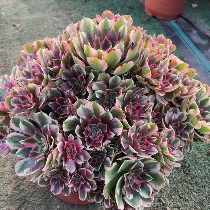 小*幸604男神精品法师老桩