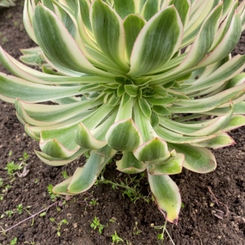 162青莲满25包邮多肉