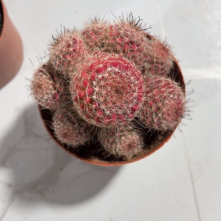 饕*红娜丸开花好看