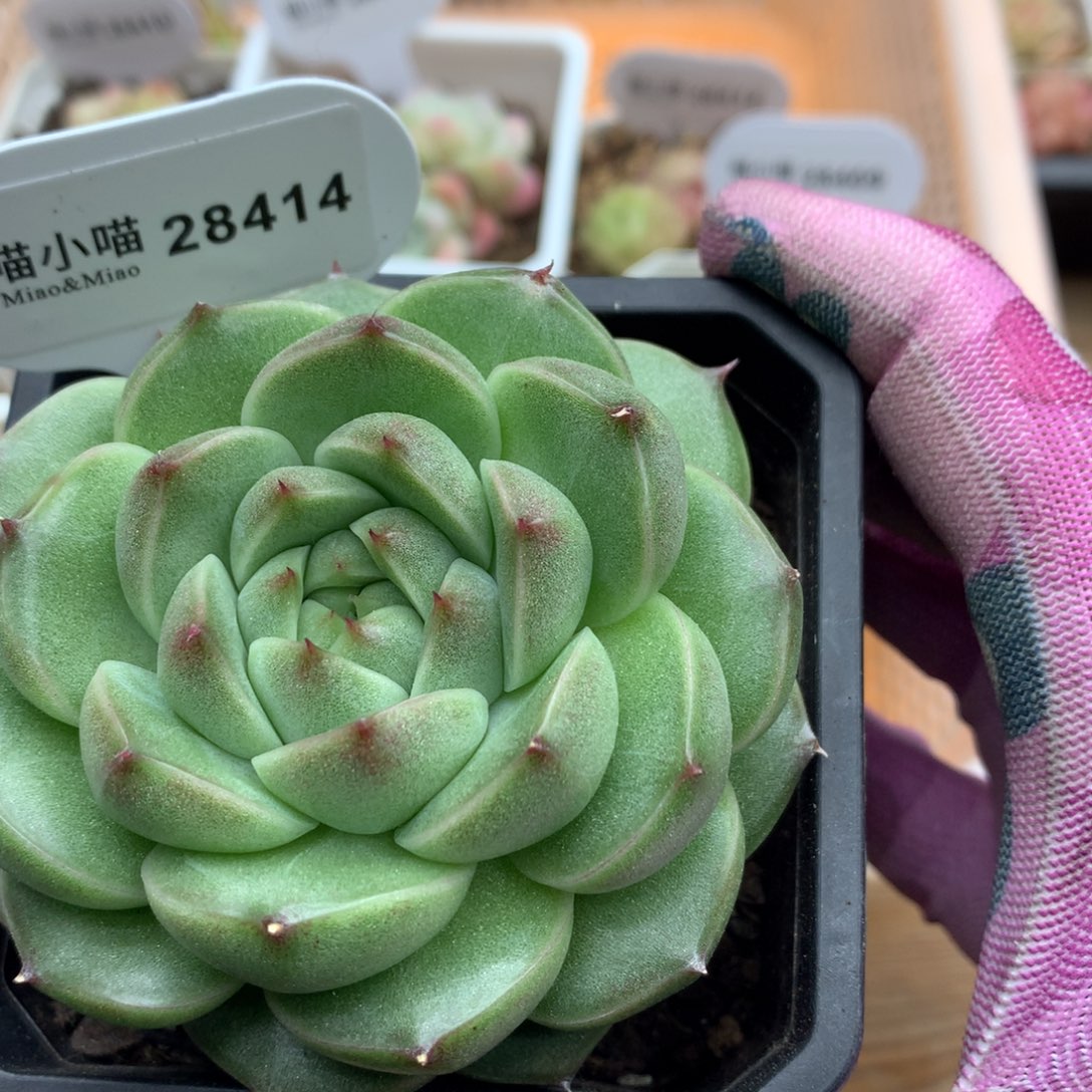 多肉植物翡翠琉璃