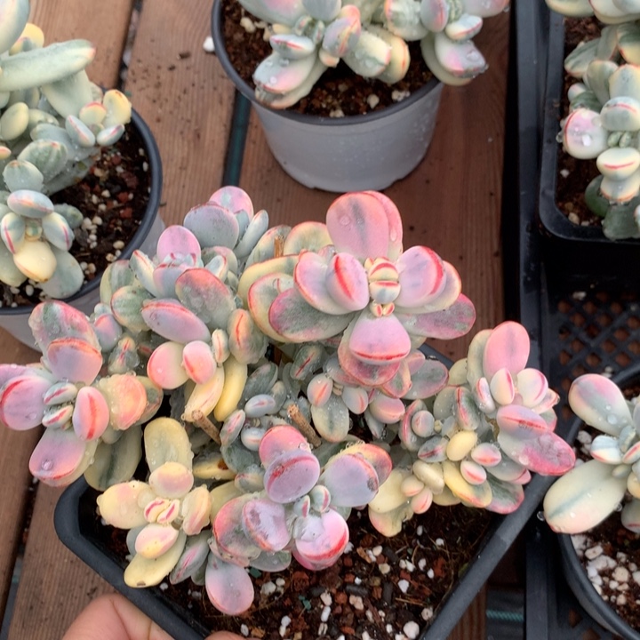 乒乓福娘锦多肉植物